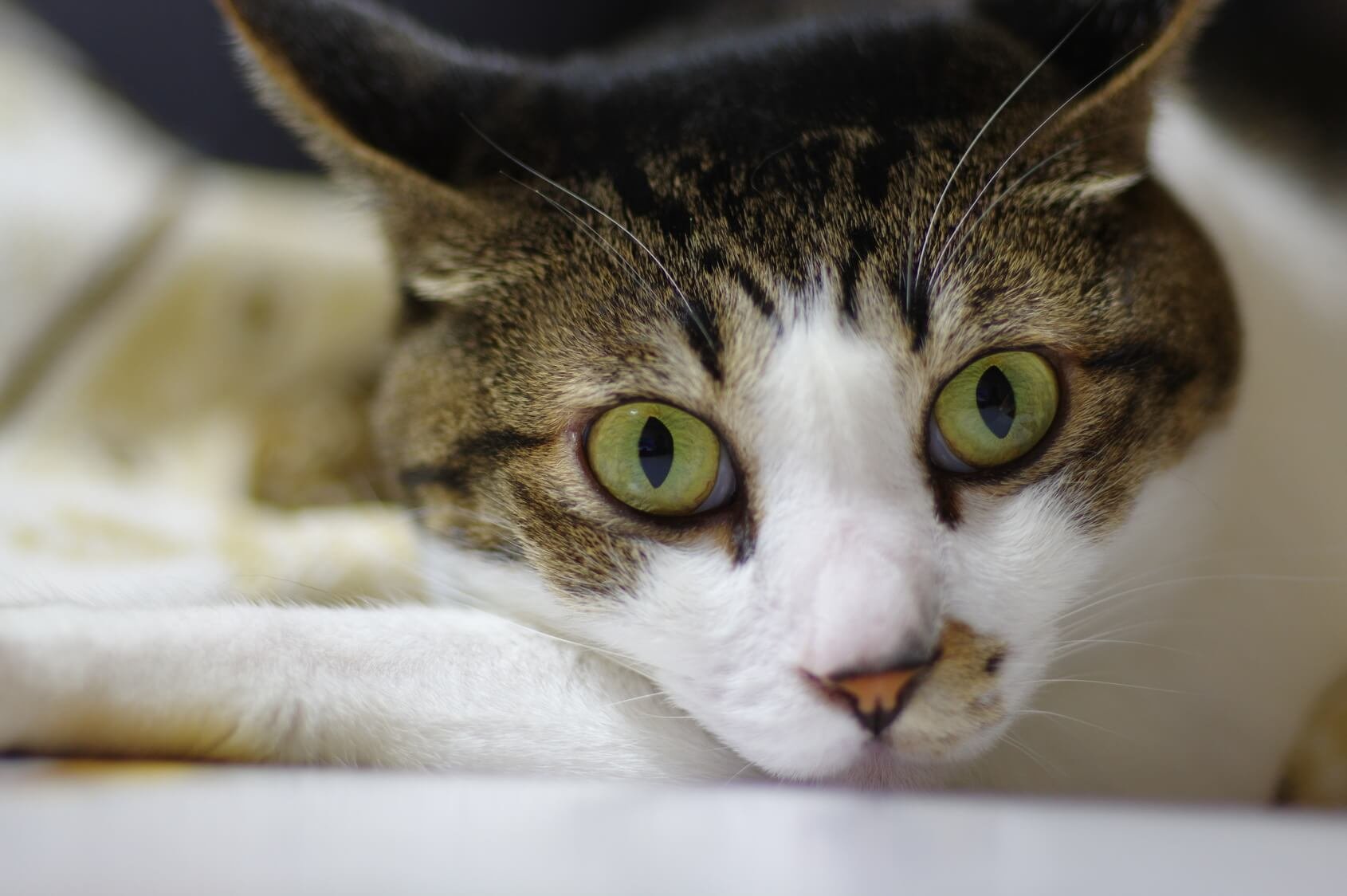 こちらを見つめる猫